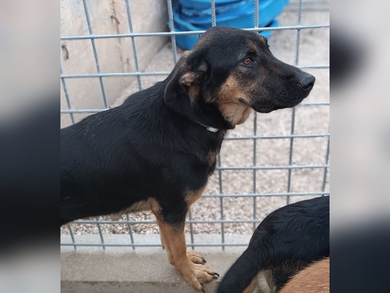 Aleksei Schäferhund Mischling Rüde sucht Zuhause oder Pflegestelle