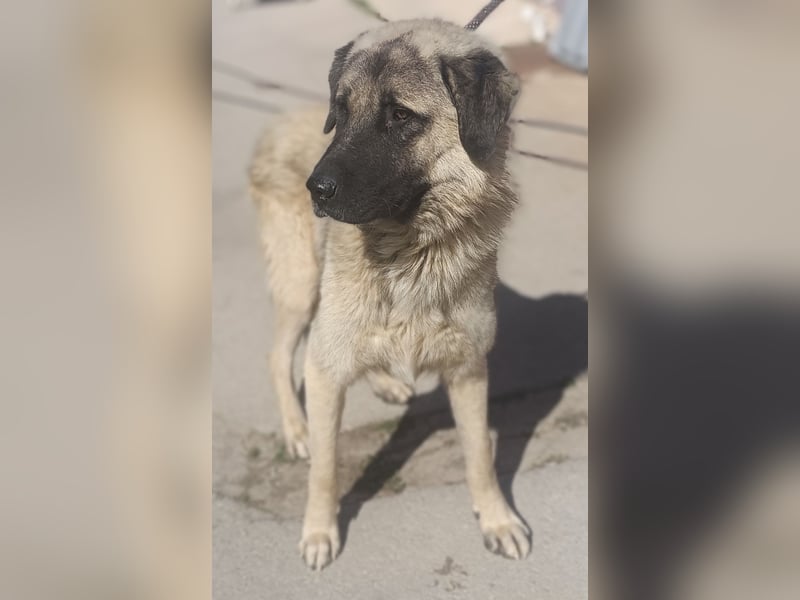 Tref großer Kangal Mischlingsrüde Mischling Rüde sucht Zuhause oder Pflegestelle