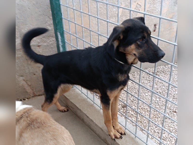 Aleksei Schäferhund Mischling Rüde sucht Zuhause oder Pflegestelle