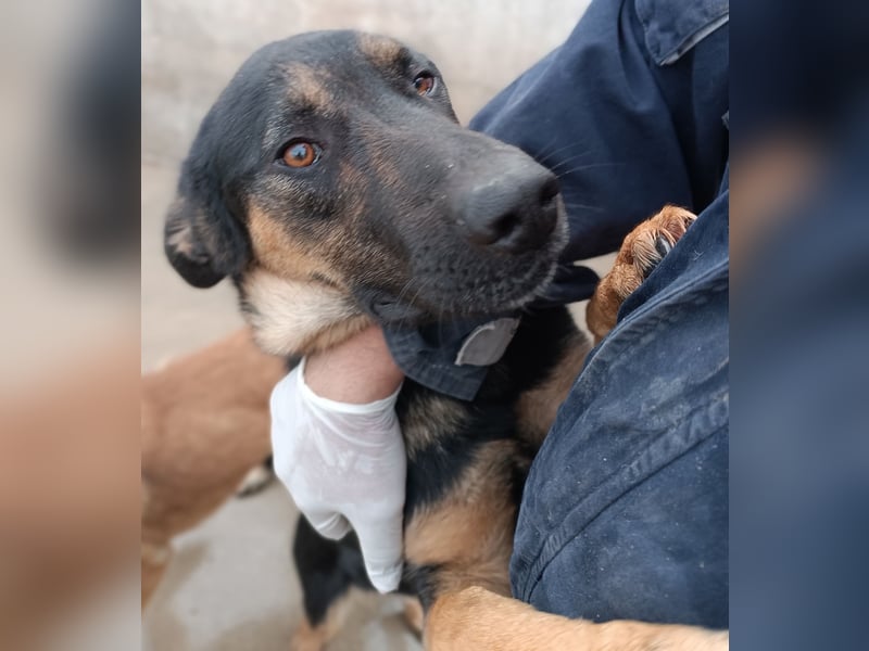 Aleksei Schäferhund Mischling Rüde sucht Zuhause oder Pflegestelle