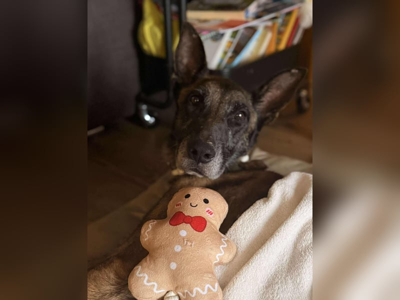 Kurt / Jack Malinois Schäferhund Mischling Rüde Senior sucht Zuhause für immer