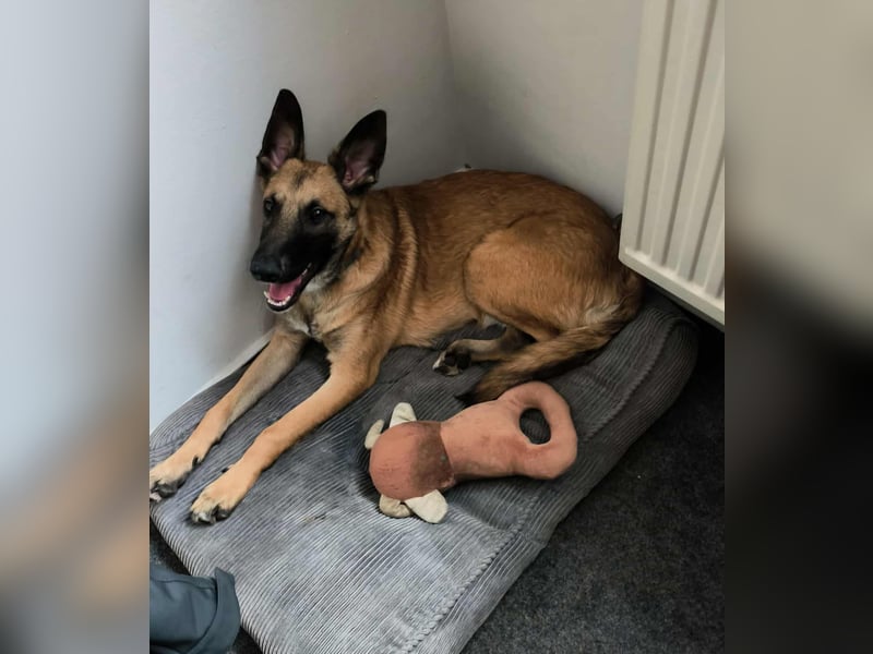 Bongo belgischer Schäferhund Malinois Mischling Junghund sucht Zuhause für immer