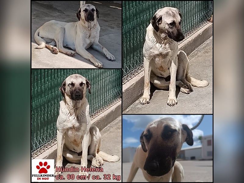 Helena große Kangal Mischlingshündin Mischling Hündin sucht Zuhause oder Pflegestelle