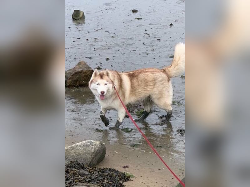 NOTFALL 2 Senioren - Mahou & Ayeli 2 Huskys Husky Hündin Hündinnen suchen Zuhause für immer