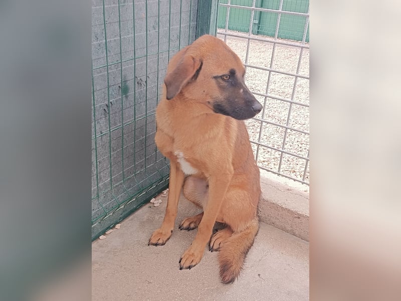 Siera schüchterne Mischlingshündin Mischling Hündin Junghund sucht Zuhause oder Pflegestelle