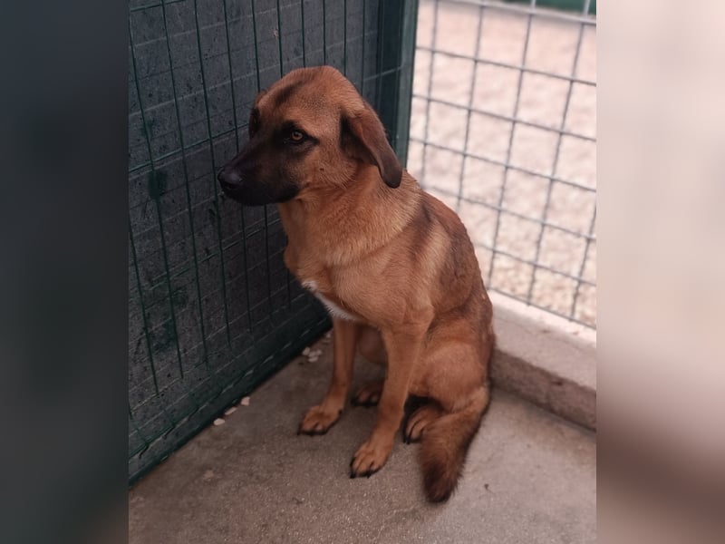 Siera schüchterne Mischlingshündin Mischling Hündin Junghund sucht Zuhause oder Pflegestelle