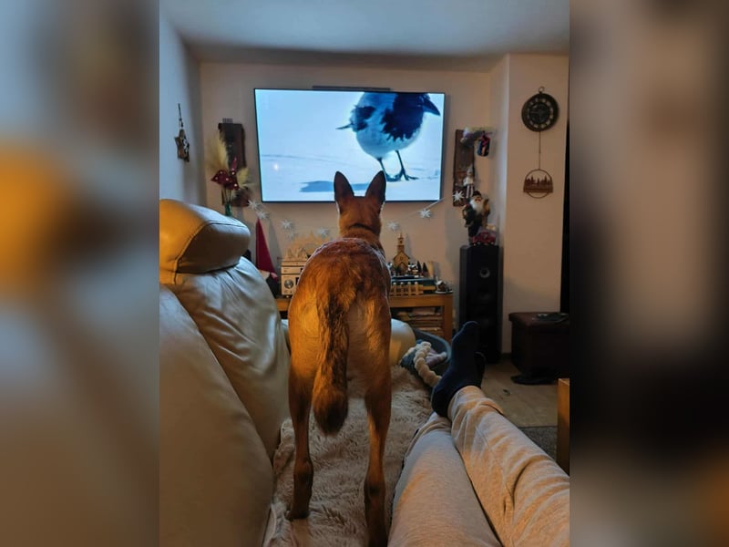 Bongo belgischer Schäferhund Malinois Mischling Junghund sucht Zuhause für immer