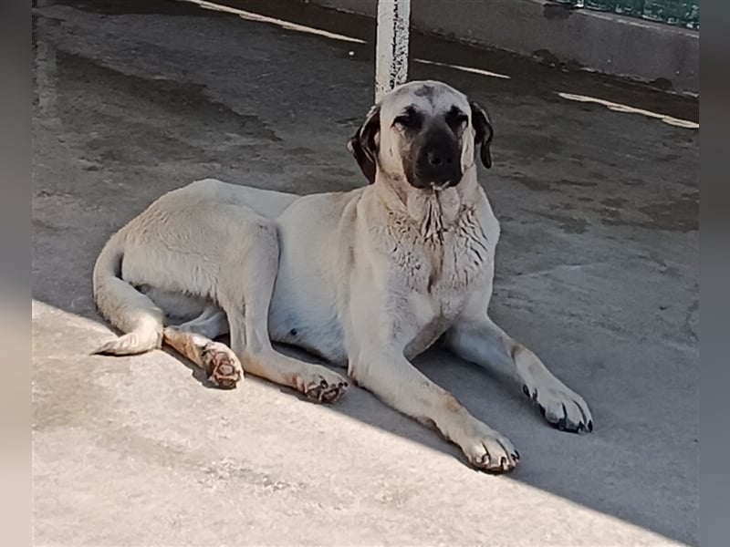 Helena große Kangal Mischlingshündin Mischling Hündin sucht Zuhause oder Pflegestelle