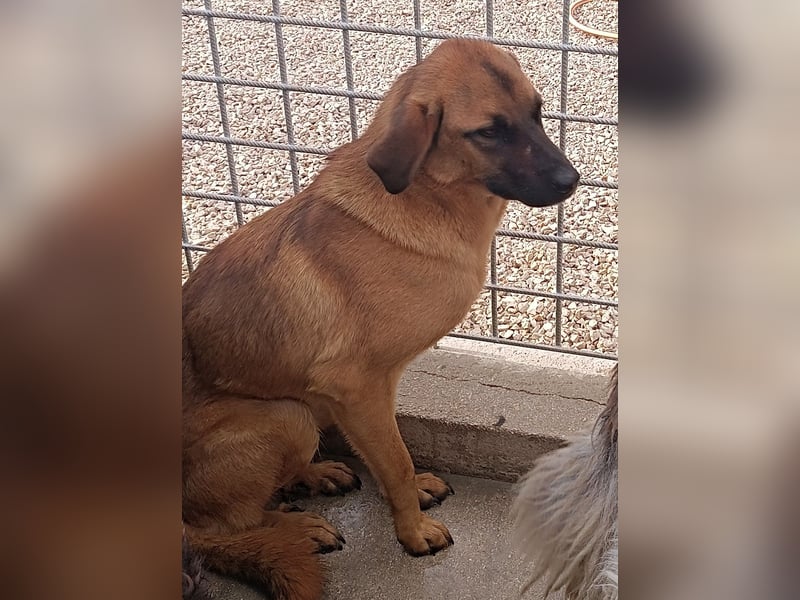 Siera schüchterne Mischlingshündin Mischling Hündin Junghund sucht Zuhause oder Pflegestelle