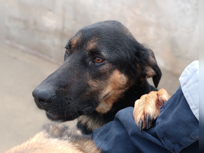 Aleksei Schäferhund Mischling Rüde sucht Zuhause oder Pflegestelle