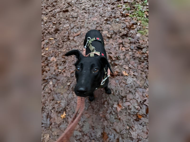 Jules Traumhund Mischling Rüde Junghund sucht Zuhause für immer