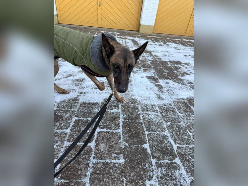 Kurt / Jack Malinois Schäferhund Mischling Rüde Senior sucht Zuhause für immer