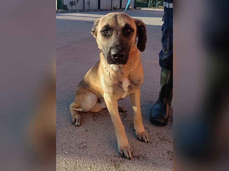 Rabi großer Herdenschutzhund Mischling Rüde sucht Zuhause oder Pflegestelle