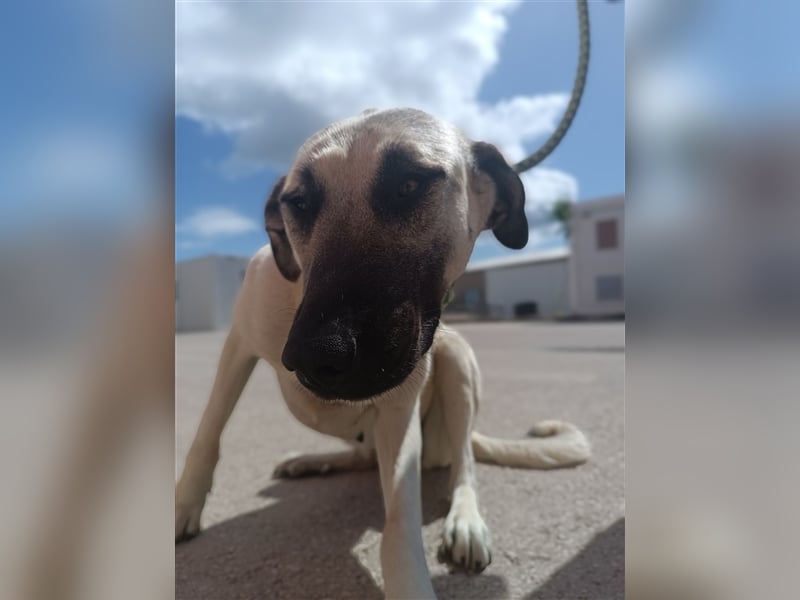 Helena große Kangal Mischlingshündin Mischling Hündin sucht Zuhause oder Pflegestelle