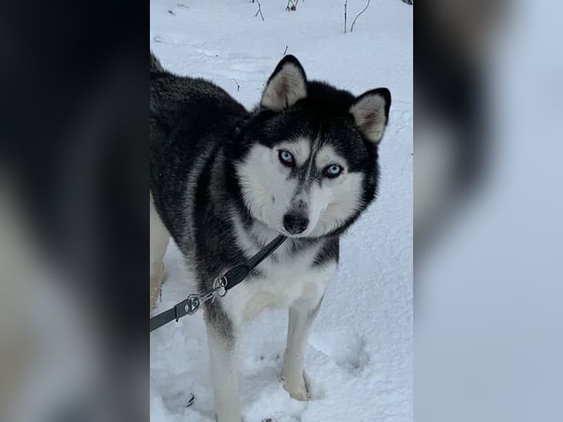 NOTFALL 2 Senioren - Mahou & Ayeli 2 Huskys Husky Hündin Hündinnen suchen Zuhause für immer
