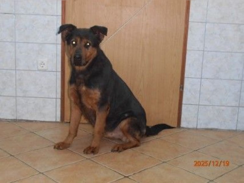 Mia Mischling Hündin sucht Zuhause oder Pflegestelle