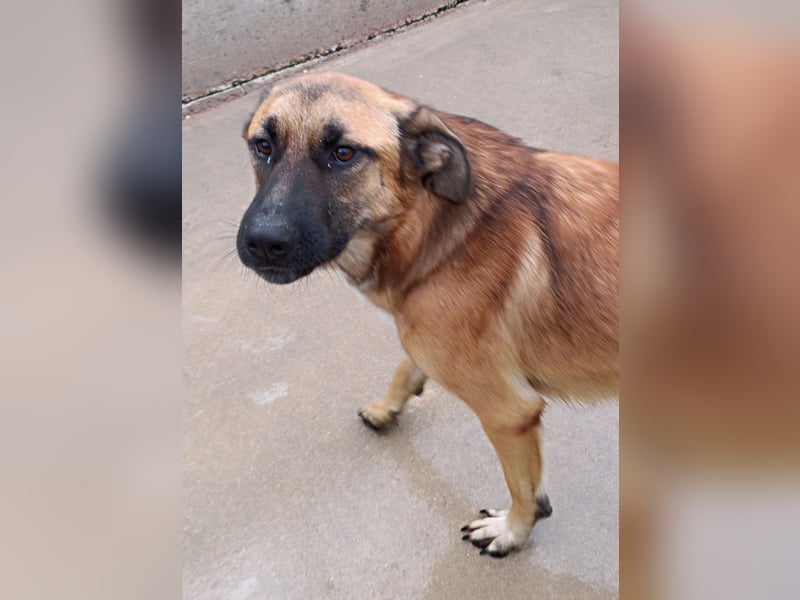 Alejandro Schäferhund Mischling Rüde sucht Zuhause oder Pflegestelle