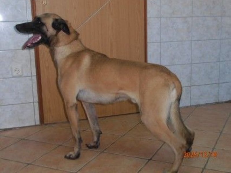 Lio belgischer Schäferhund Malinois Mischling Rüde sucht Zuhause oder Pflegestelle