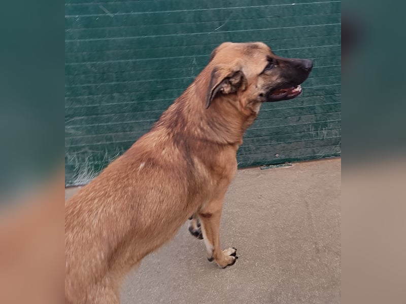 Alejandro Schäferhund Mischling Rüde sucht Zuhause oder Pflegestelle