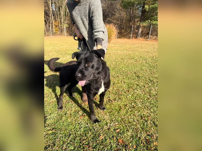 Naomi Labrador Mischling Hündin sucht Zuhause oder Pflegestelle