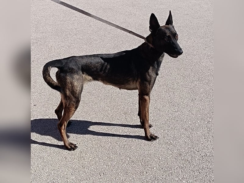 Lu aktive Malinois Mischlingshündin Mischling Hündin sucht Zuhause oder Pflegestelle