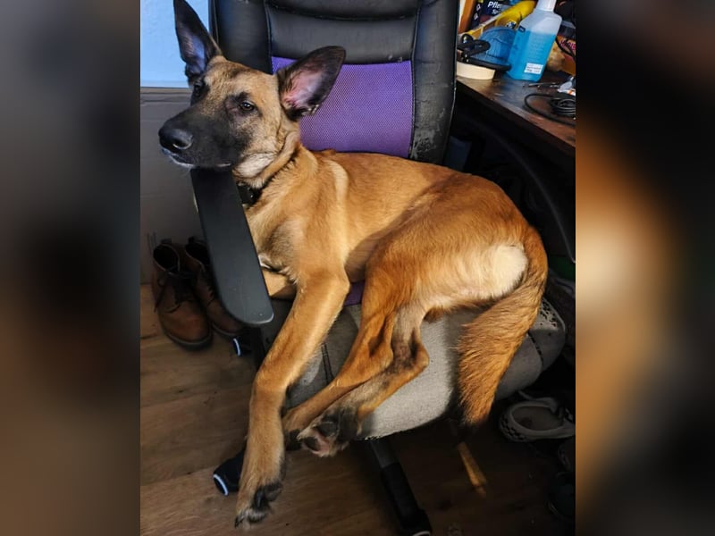 Bongo belgischer Schäferhund Malinois Mischling Junghund sucht Zuhause für immer