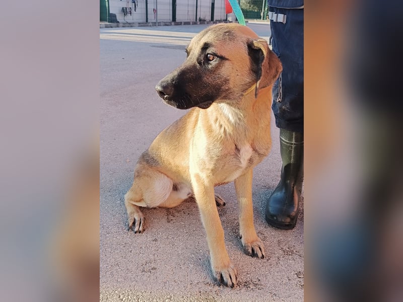 Rabi großer Herdenschutzhund Mischling Rüde sucht Zuhause oder Pflegestelle