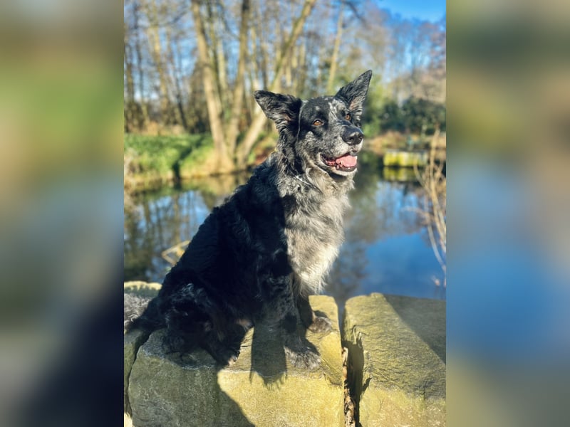Altdeutscher Hütehund (Tiger): Deckrüde - Welpe erwünscht