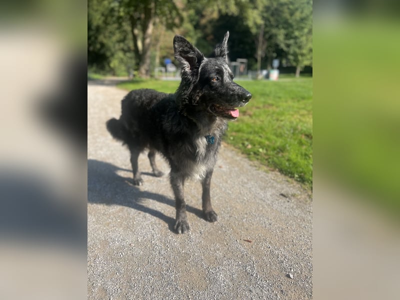 Altdeutscher Hütehund (Tiger): Deckrüde - Welpe erwünscht