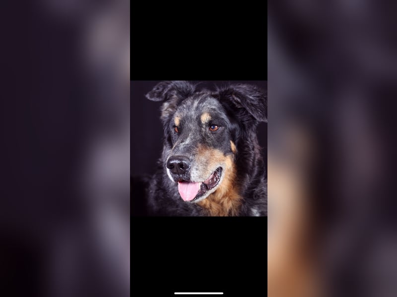 Altdeutscher Hütehund (Tiger): Deckrüde - Welpe erwünscht