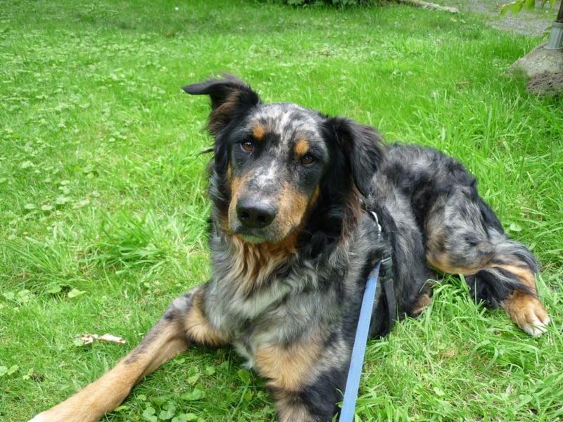 Altdeutscher Hütehund (Tiger): Deckrüde - Welpe erwünscht
