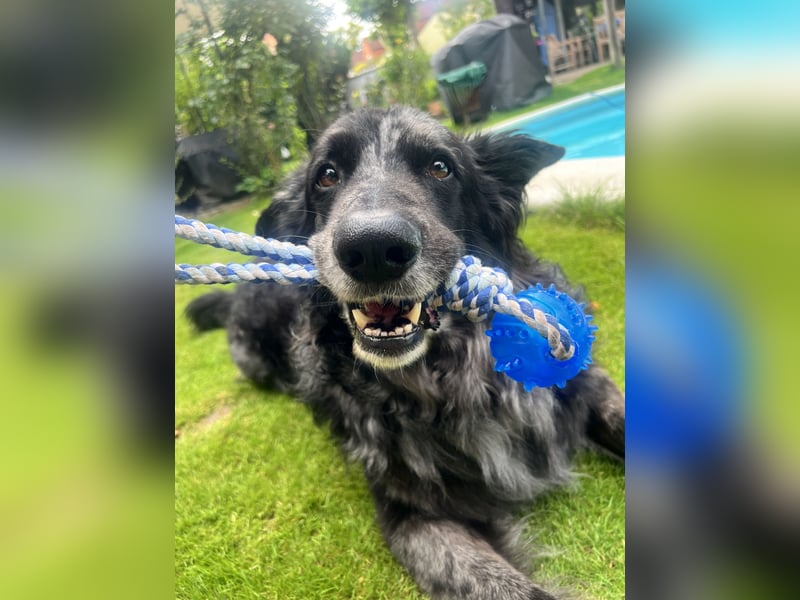 Altdeutscher Hütehund (Tiger): Deckrüde - Welpe erwünscht