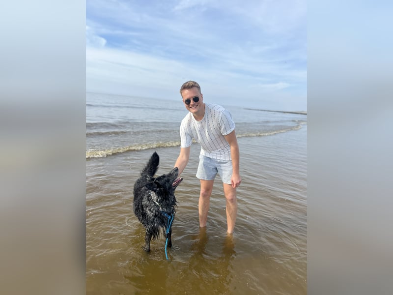 Altdeutscher Hütehund (Tiger): Deckrüde - Welpe erwünscht