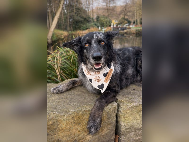 Altdeutscher Hütehund (Tiger): Deckrüde - Welpe erwünscht