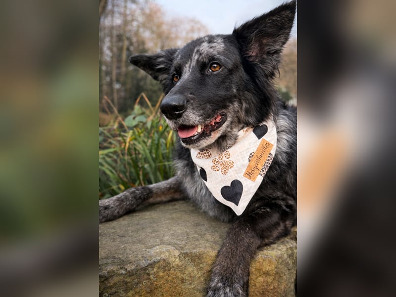 Altdeutscher Hütehund (Tiger): Deckrüde - Welpe erwünscht