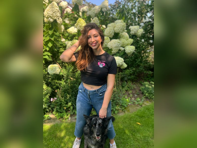 Altdeutscher Hütehund (Tiger): Deckrüde - Welpe erwünscht
