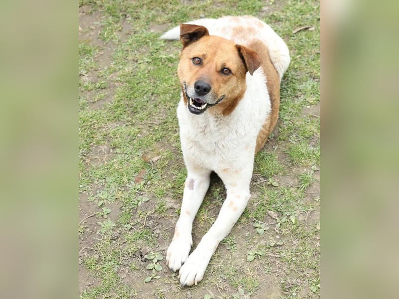 Madox ein lieber Kerl