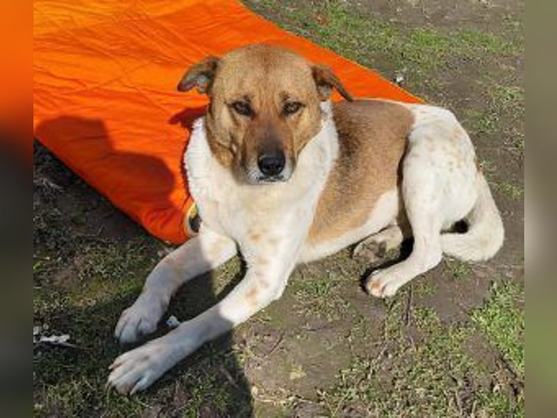 Madox ein lieber Kerl