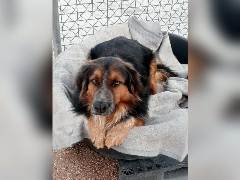 Lewis, ein besonderes Herzchen