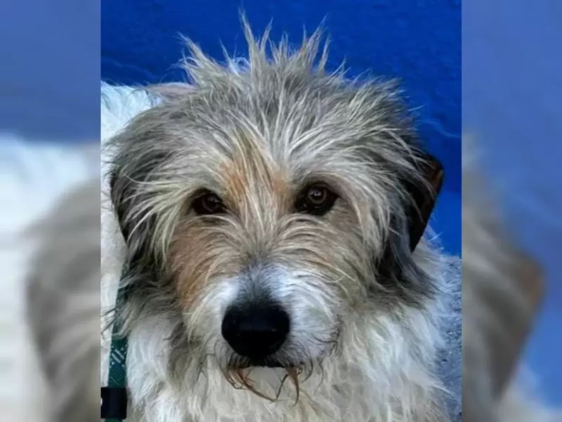 Peque, Notfall- er hat die Hoffnung aufgegeben- dringend auch Ps gesucht
