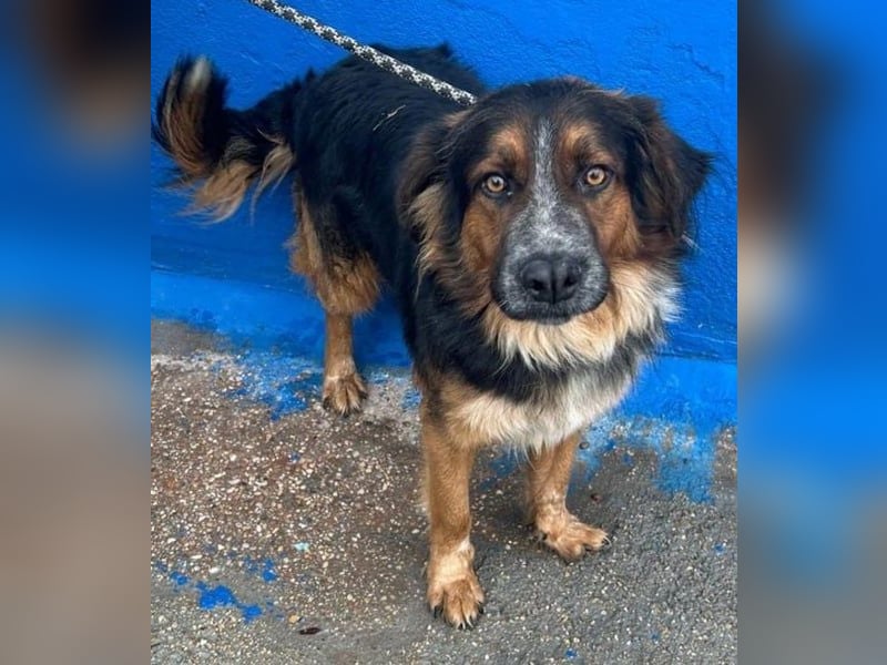 Lewis, ein besonderes Herzchen