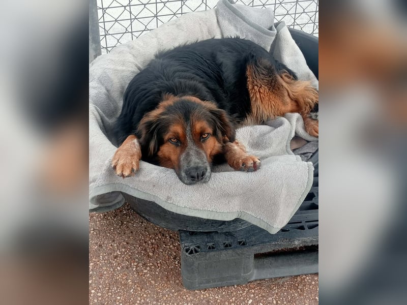 Lewis, ein besonderes Herzchen