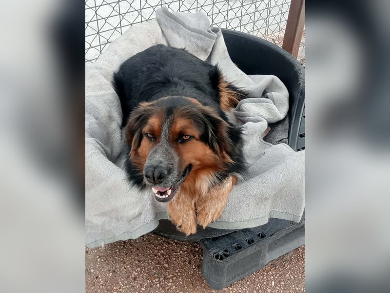 Lewis, ein besonderes Herzchen