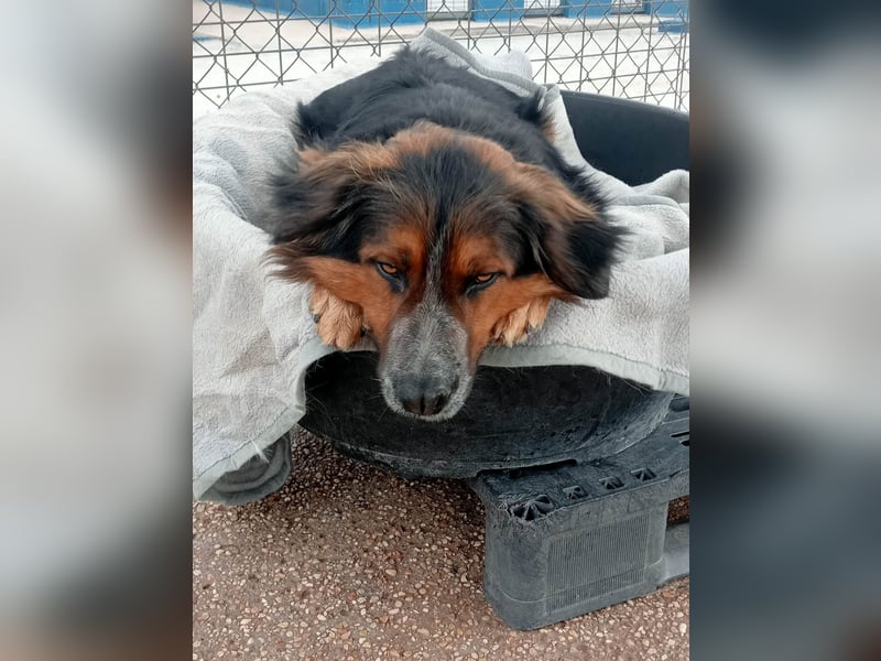 Lewis, ein besonderes Herzchen