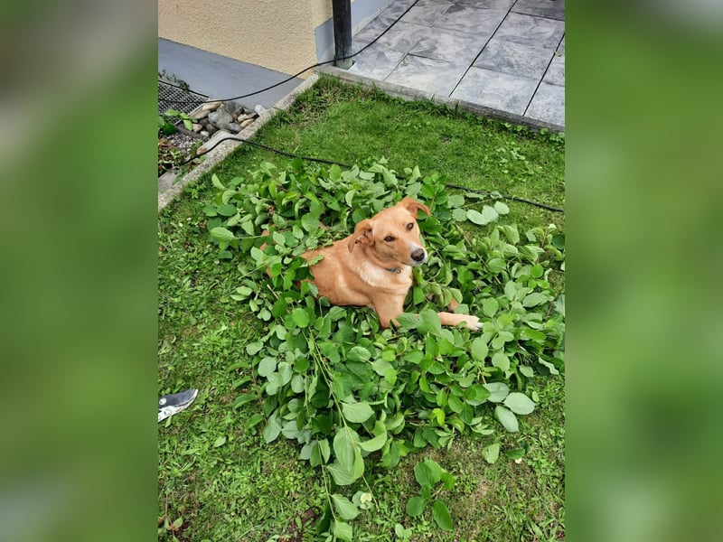 Arya - ist verschmust