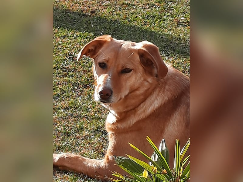 Arya - ist verschmust