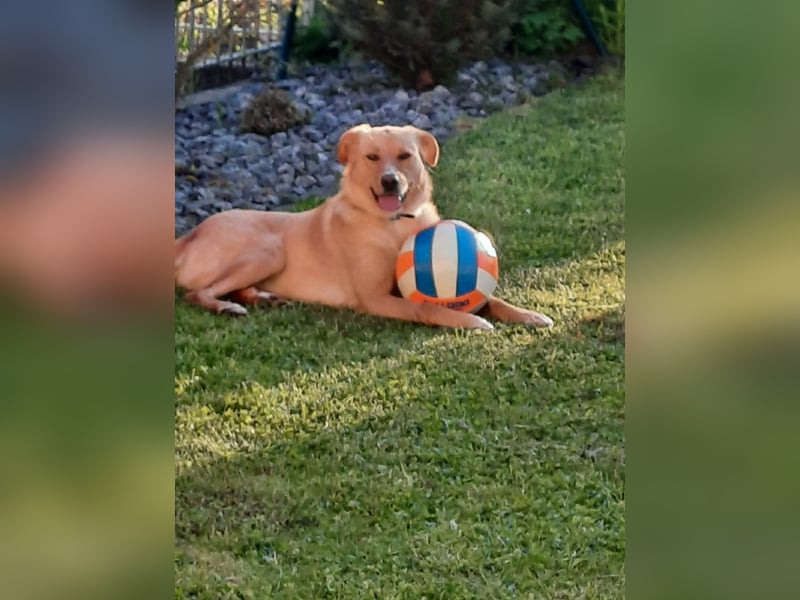 Arya - ist verschmust