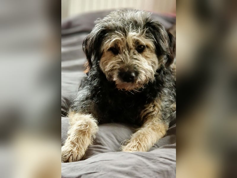 Fritzi - ist aktiv&geht gerne spazieren