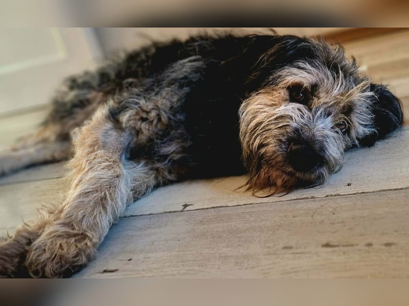 Fritzi - ist aktiv&geht gerne spazieren