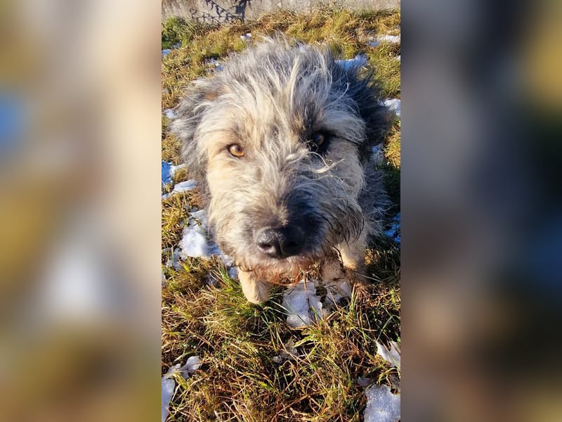 Fritzi - ist aktiv&geht gerne spazieren